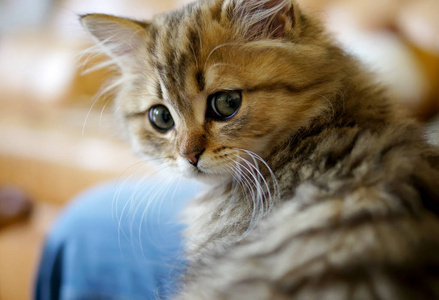 可爱极了 动物 面对 美丽的 毛茸茸的 毛皮 小猫 可爱的
