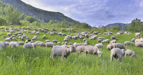 flock of sheep in greenery grassland in alpine mountain at sprin