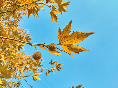 梧桐树枝图片-梧桐树枝素材-梧桐树枝插画-摄图新视界