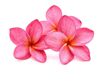 要素 鸡蛋花 美丽的 粉红色 盛开 阿罗哈 巴厘岛 美女