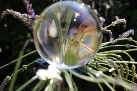 透明的 发光 生长 地球 气泡 季节 网状物 艺术 反射