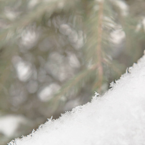美丽的 雪花 鳞片 风景 森林 白霜 降雪 天气 季节 闪耀