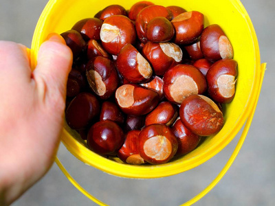 Collected chestnuts in a crucible. 