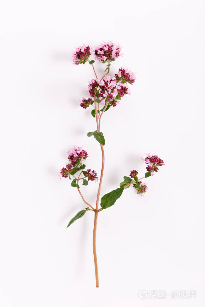 白色背景上分离的新鲜马郁兰草本植物俯视图