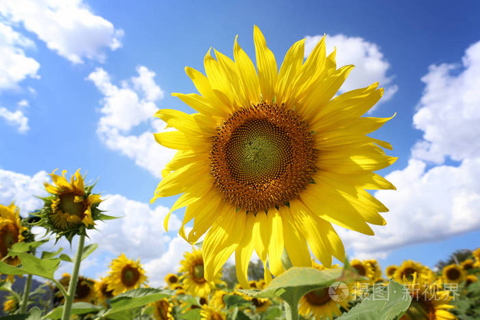 向日葵在晴朗的日子里绽放着阳光