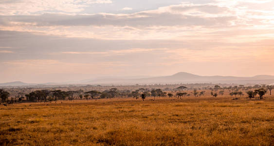 轮廓 生态旅游 分支 坦桑尼亚 自然 非洲 大草原 天空
