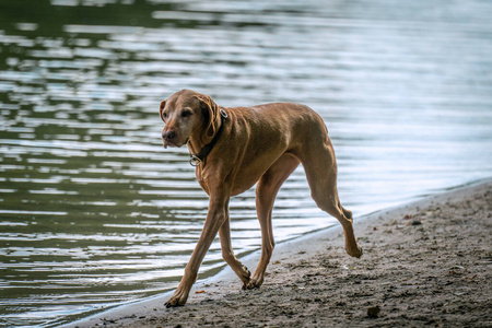 很长的狗一只棕色短毛狗有一条很长的腿,正在奔跑照片