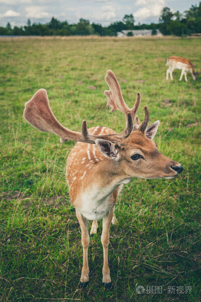 特写美丽的休耕鹿与大角
