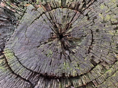 背景纹理有裂缝的旧树桩。砍下的树上的圆形条纹。树干的横截面结构生长年轮。