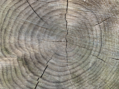 背景纹理有裂缝的旧树桩。砍下的树上的圆形条纹。树干的横截面结构生长年轮。