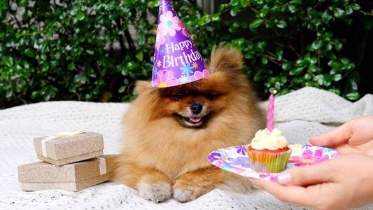 给狗狗送生日蛋糕照片