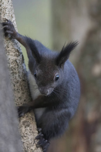 动物 可爱的 软的 有趣的 松鼠 自然 森林 冬天 木材