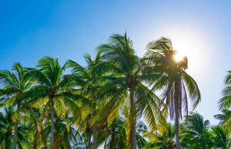 泰国海滩上的椰子树被风吹动