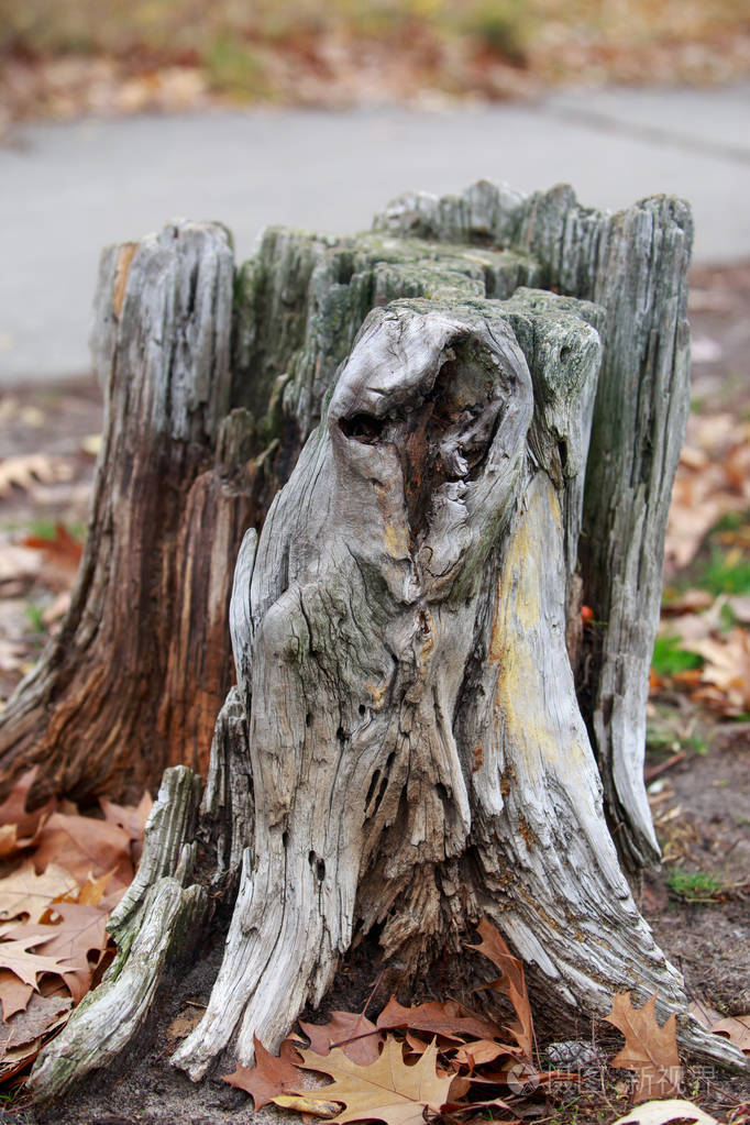 老朽的树桩
