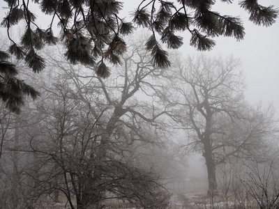 深秋雾中的神秘森林，树枝上覆盖着霜冻