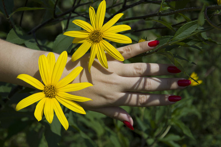 美丽的手年轻女子完美的指甲红色指甲和黄色的花。
