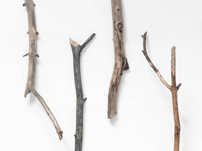 大树枝干图片-大树枝干素材-大树枝干插画-摄图新视界