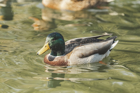 多彩的木头鸭子游泳图片