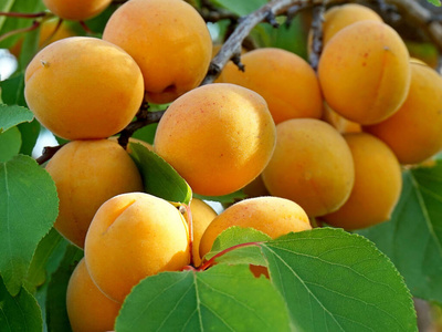 黄杏图片
