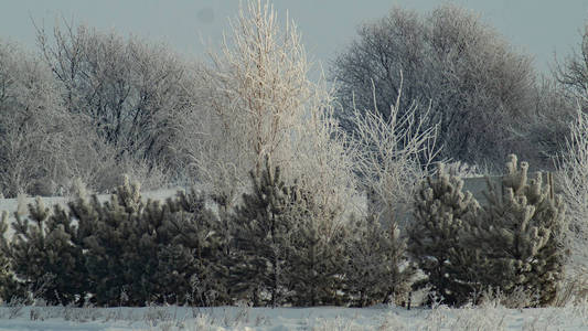 自然 白霜 降雪 公园 美丽的 场景 旅行 森林 季节 冬天