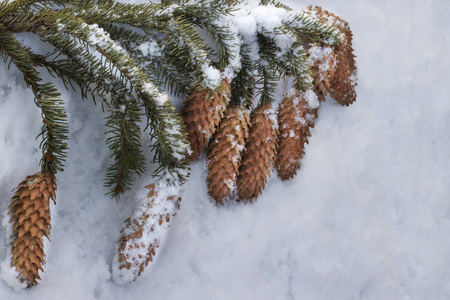雪地里有圆锥体的圣诞树枝图片