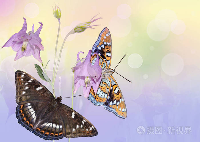 两只蝴蝶坐在粉红色的花上