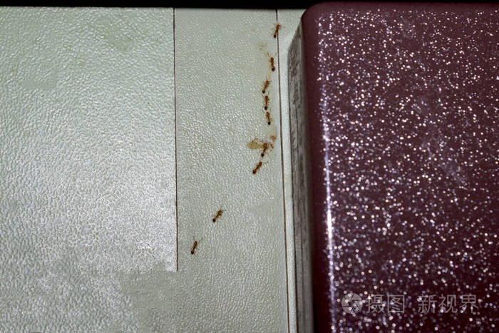 虫害给生命带来的问题.一种去除寄生虫的方法.家里不卫生.软聚焦.