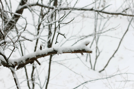 暴风雪中树枝被雪覆盖图片