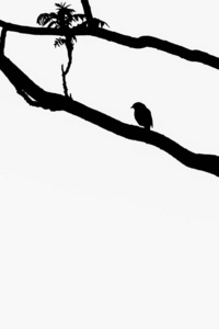 黑色的树枝在白色的衬托下盘旋着，鸟儿坐在栖木上