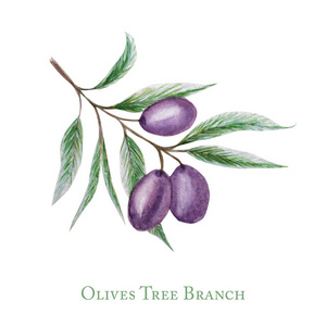 水彩画黑色橄榄树枝叶果实，逼真的橄榄植物插图孤立在白色背景上，手绘，新鲜成熟樱桃收集标签，卡片设计概念。
