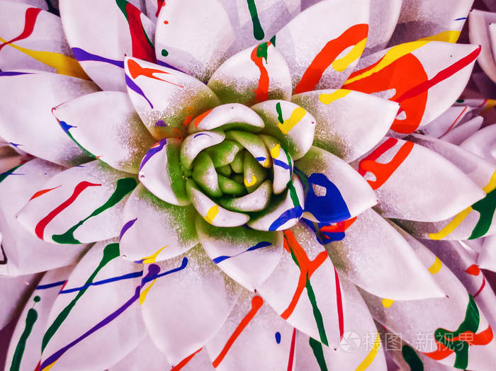 brightly colored echeveria