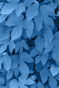 2020年的颜色,经典蓝色.跳叶.纹理抽象背景.流行色.照片