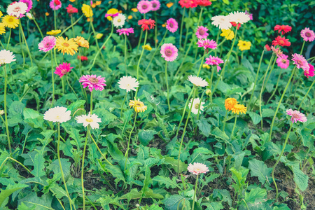 花园里的非洲菊花圃