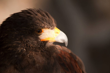 狩猎 水禽 羽毛 野生动物 捕食者 猎鹰 肖像 鸟类学 猎人
