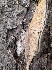 老橡树的苔藓树皮，形成美丽的图案。野生的绿苔藓生长在森林的树皮上。
