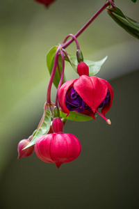 藤上长的花在夏季的几个月里,葡萄藤上长着明亮的紫红色照片