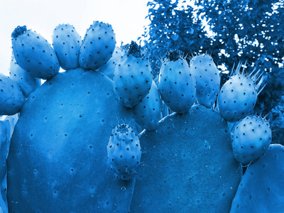 Prickly pear cactus with lots of edible ripe fruits in trendy co