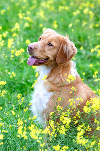 草地 倍数 哺乳动物 照片 宠物 繁殖 犬科动物 毛皮 最好的朋友