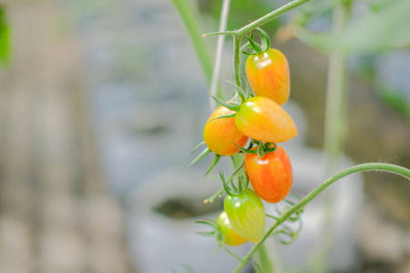 菜园番茄栽培技术