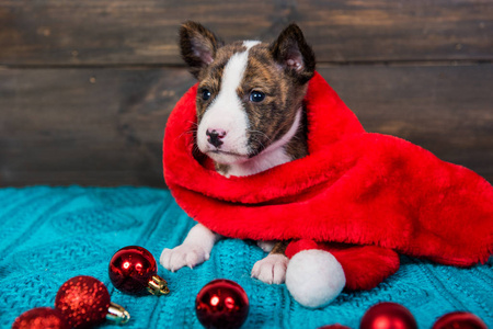 滑稽的巴森吉小狗戴着圣诞帽和红球