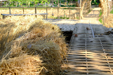 wooden footbridge in rice straw hay paddy field 