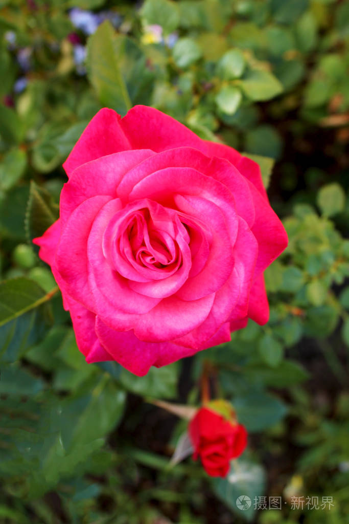 的鲜红色玫瑰背景是模糊的绿色叶子软聚焦垂直照片带花朵的夏季背景