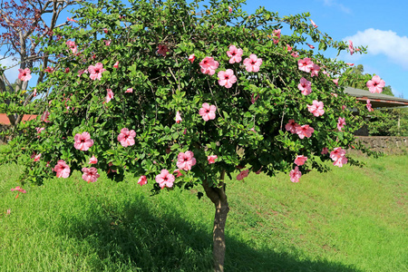 木槿 天空 开花 花瓣 植物区系 花园 树叶 阳光 公园