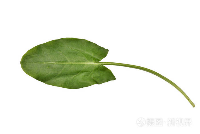 一片酸橙叶在白色背景下清新明亮孤立的