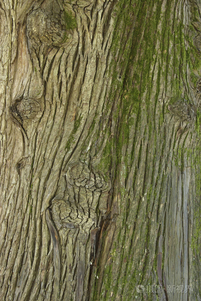 一棵常绿乔木的树干，木质背景