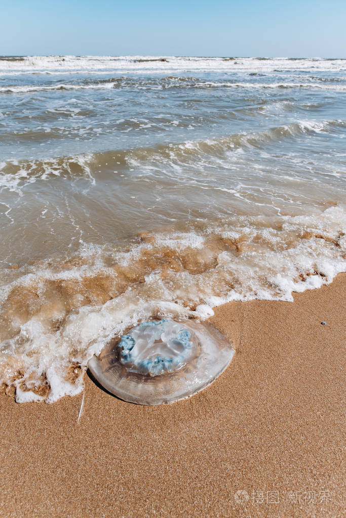 水母被冲到海滩上海边沙滩上的水母