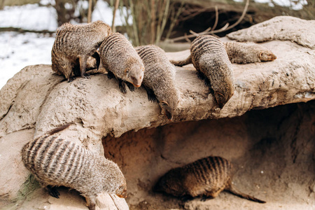 斑纹猫鼬冬天躺在岩石上晒太阳