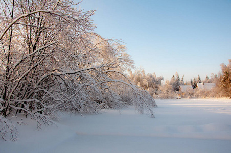 冬日仙境白雪覆盖的树枝