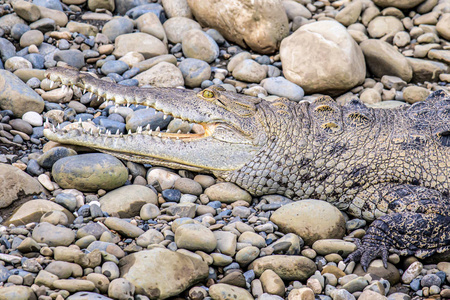 在哥斯达黎加野生动植物锡尔佩红树林国家公园河岸休息的凯门鳄