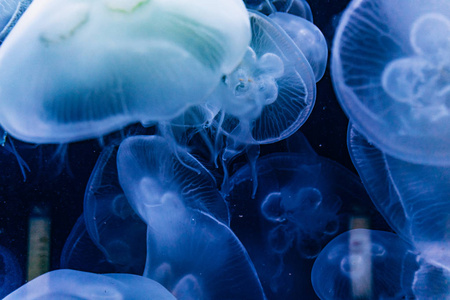 水母被蓝光照亮在水族馆里游泳。